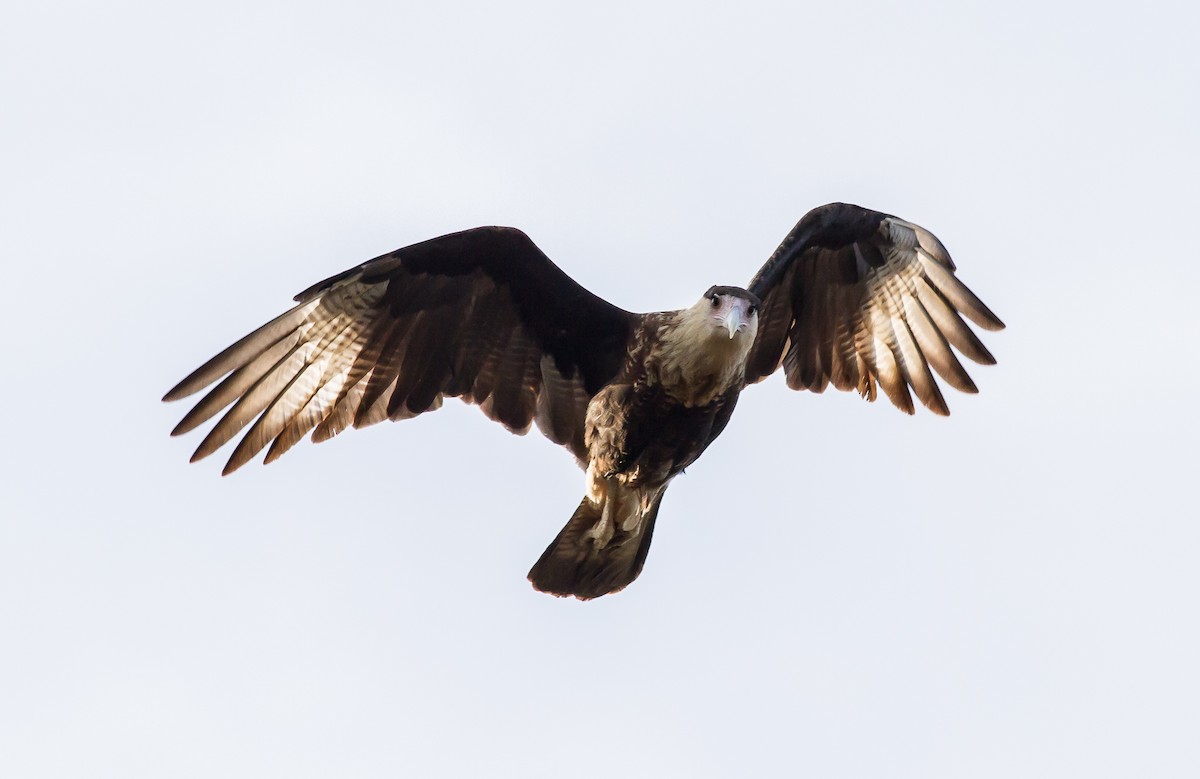 Crested Caracara (Northern) - ML53343291