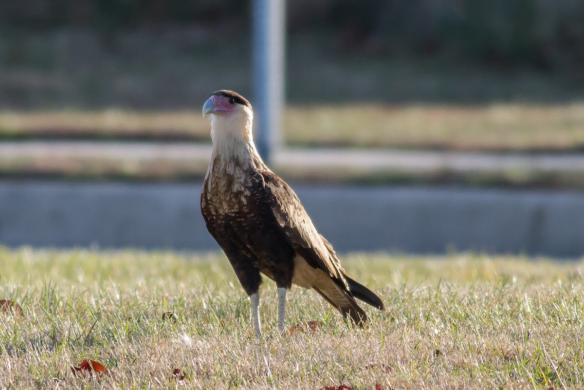 Crested Caracara (Northern) - ML53343301