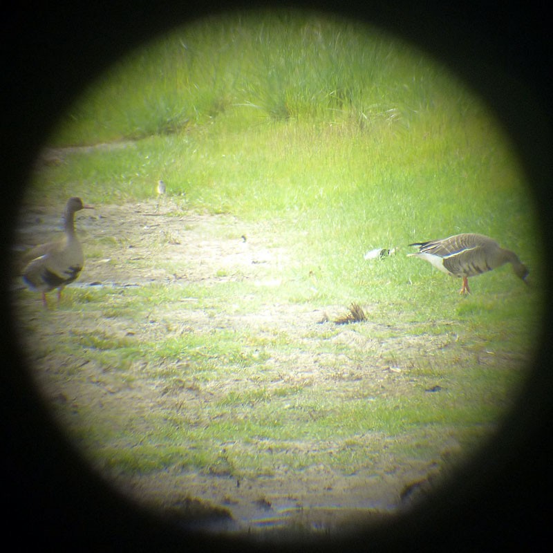 Greater White-fronted Goose - ML53343461