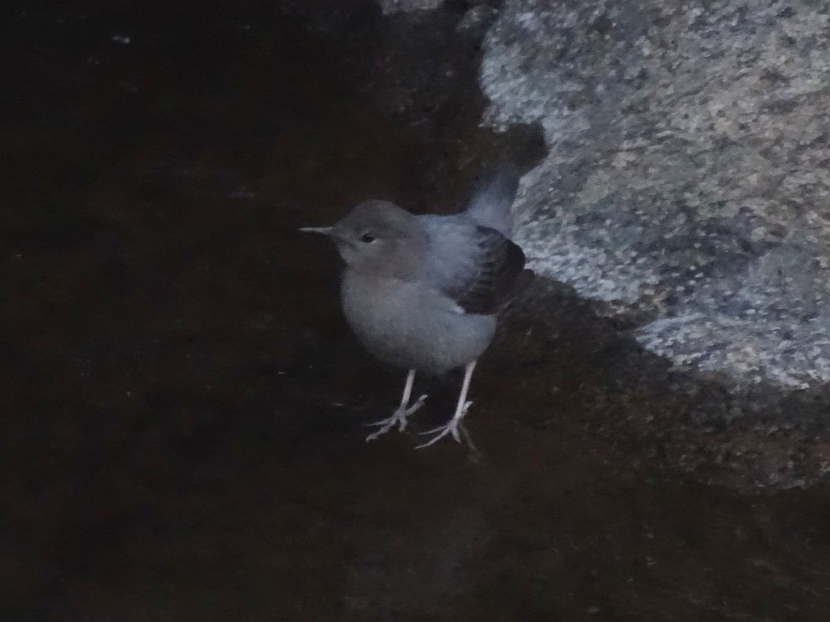 American Dipper - ML533434711