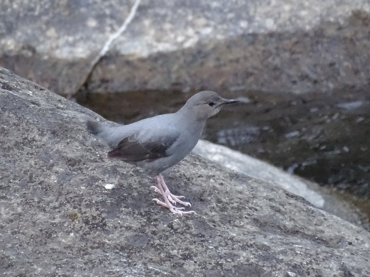 American Dipper - ML533434721