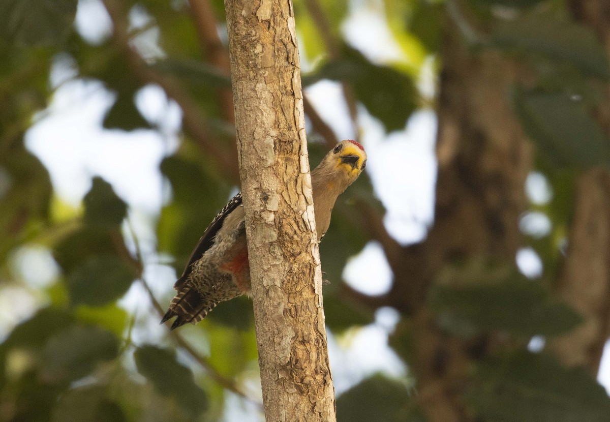 Yucatan Woodpecker - Ed Stubbs