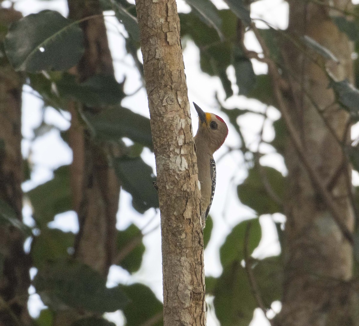Yucatan Woodpecker - Ed Stubbs
