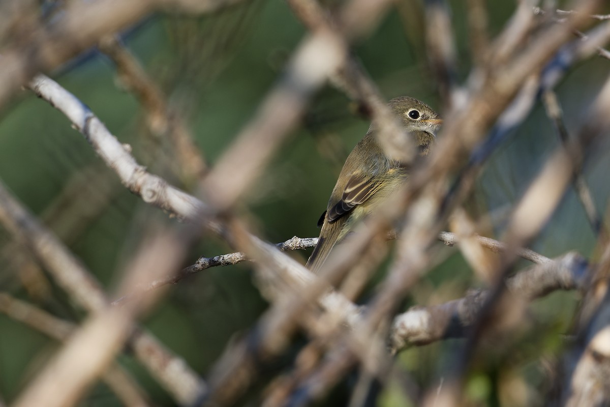 Alder Flycatcher - ML533436331