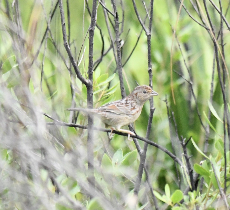 Bachman's Sparrow - ML533438691