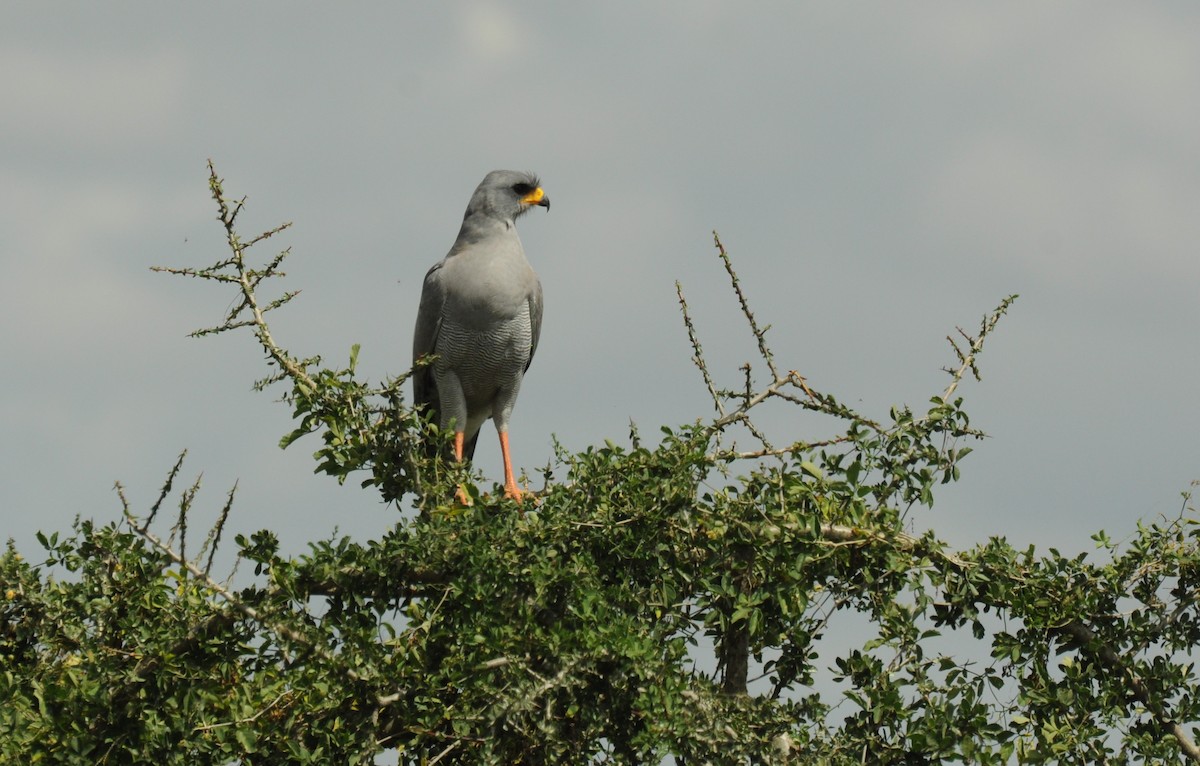 Eastern Chanting-Goshawk - Simon Mitchell