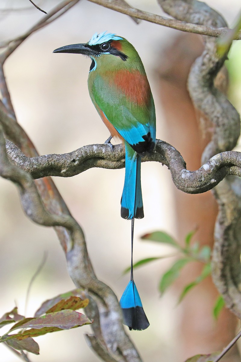 Turquoise-browed Motmot - ML533439641