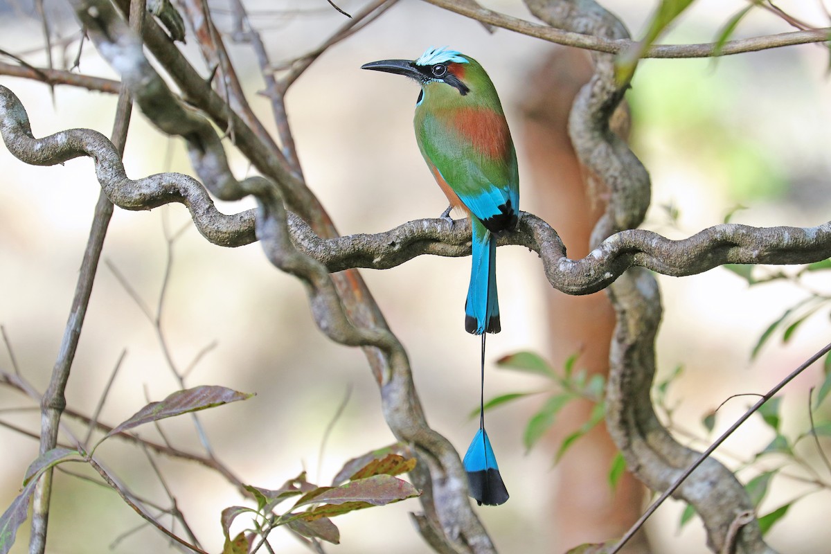 Turquoise-browed Motmot - Nathan Wall