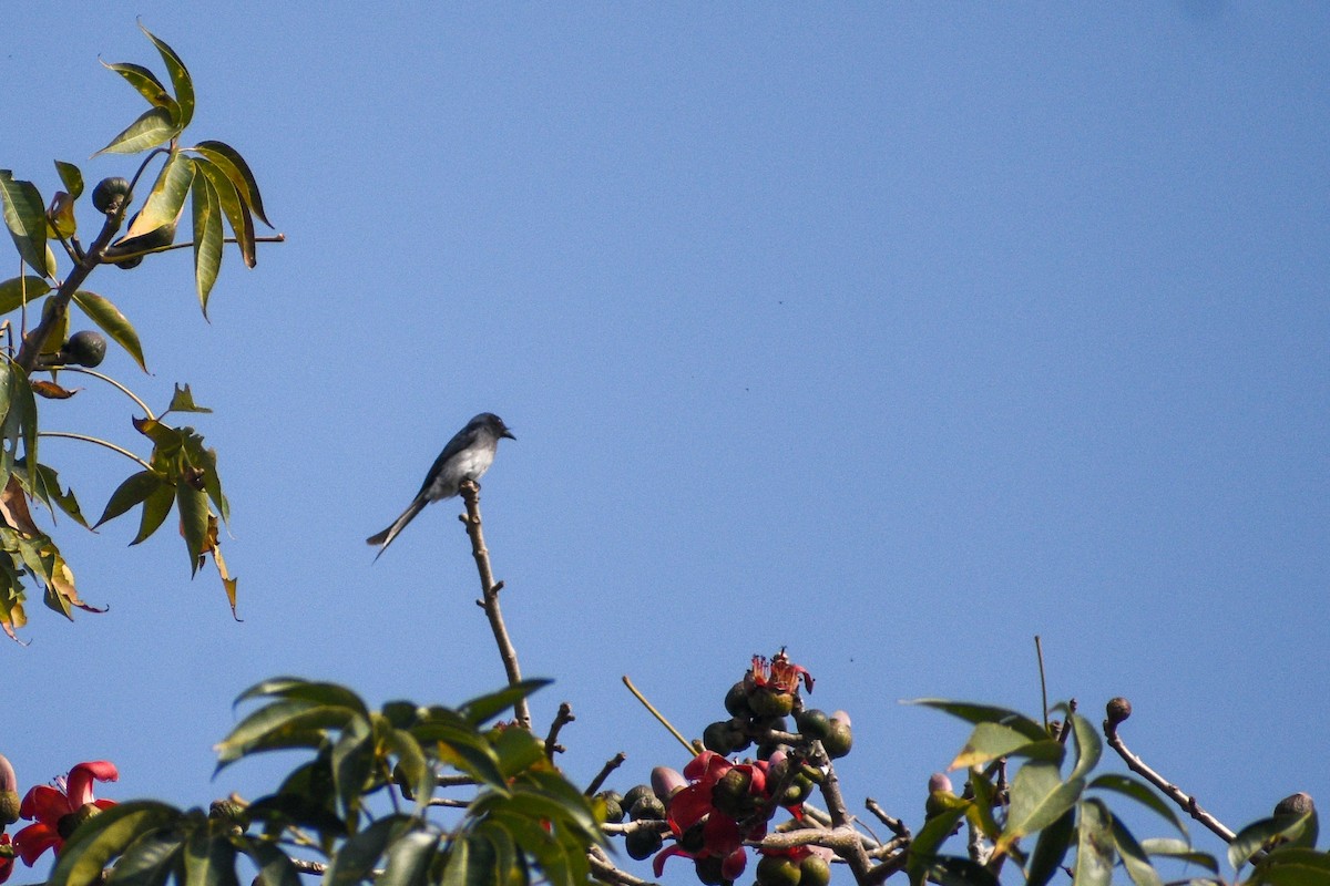 Ak Karınlı Drongo - ML533439921