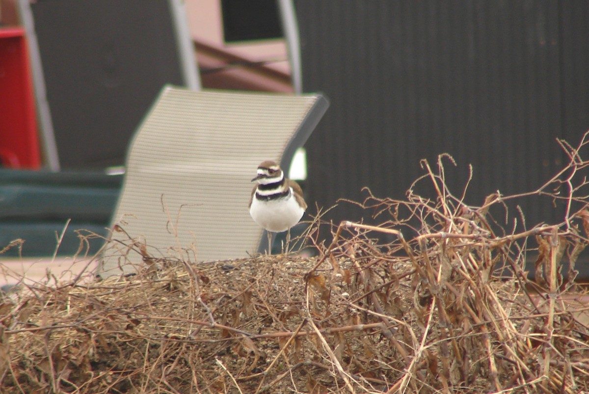 Killdeer - Pamela Hunt