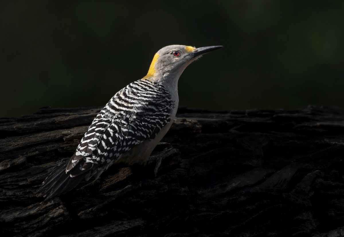 Golden-fronted Woodpecker - ML533440391