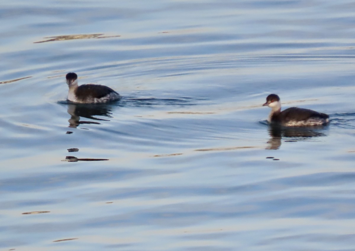 Horned Grebe - ML533442271