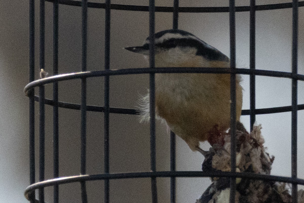 Red-breasted Nuthatch - Parker Marsh