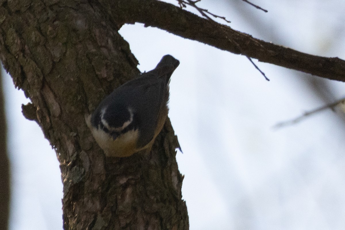 Red-breasted Nuthatch - ML533443801