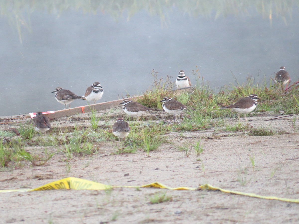 Killdeer - Pamela Hunt