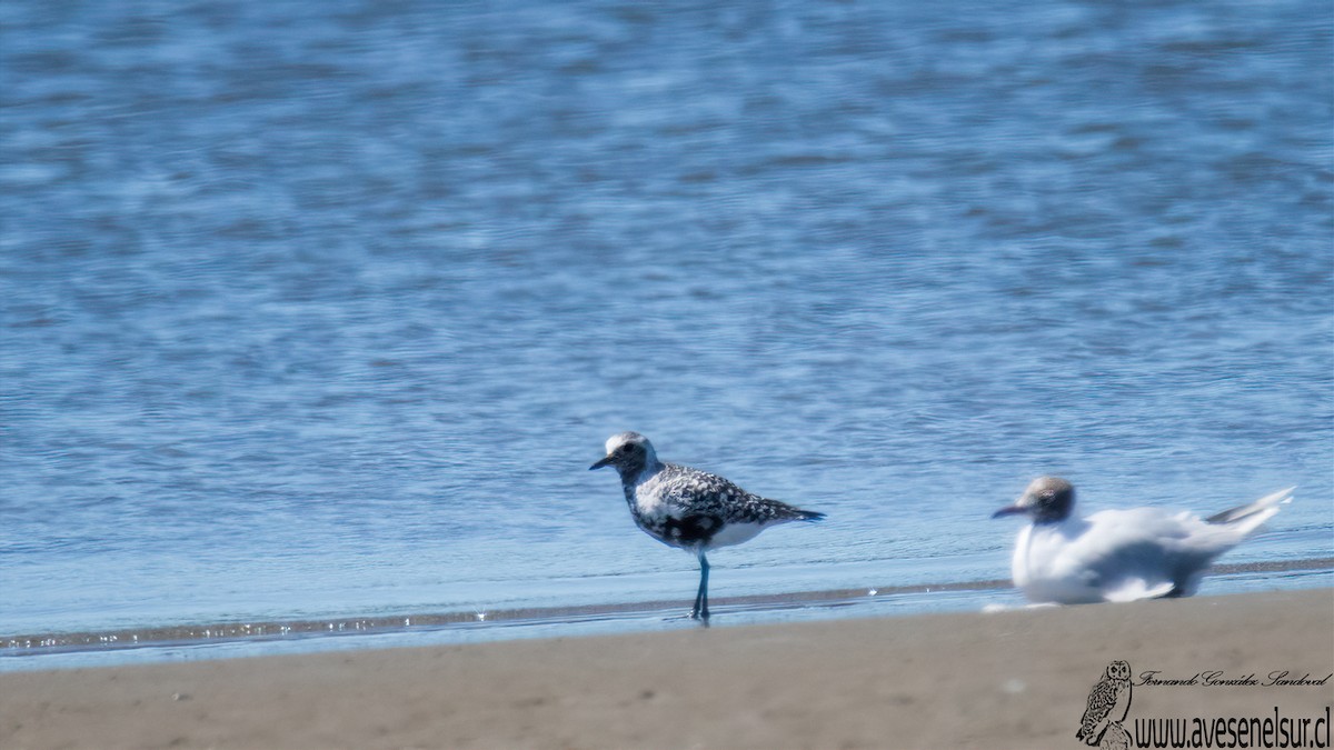 Black-bellied Plover - ML533446021