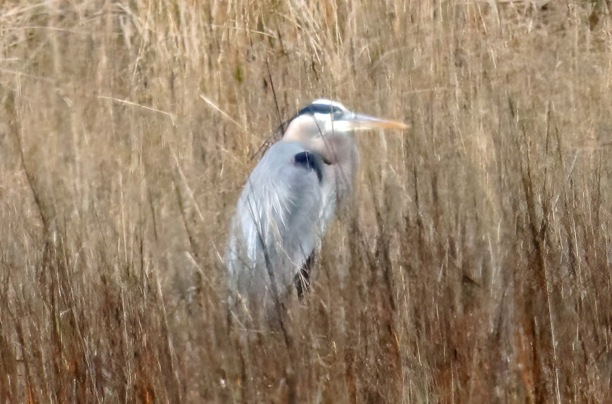 Great Blue Heron - ML533446251