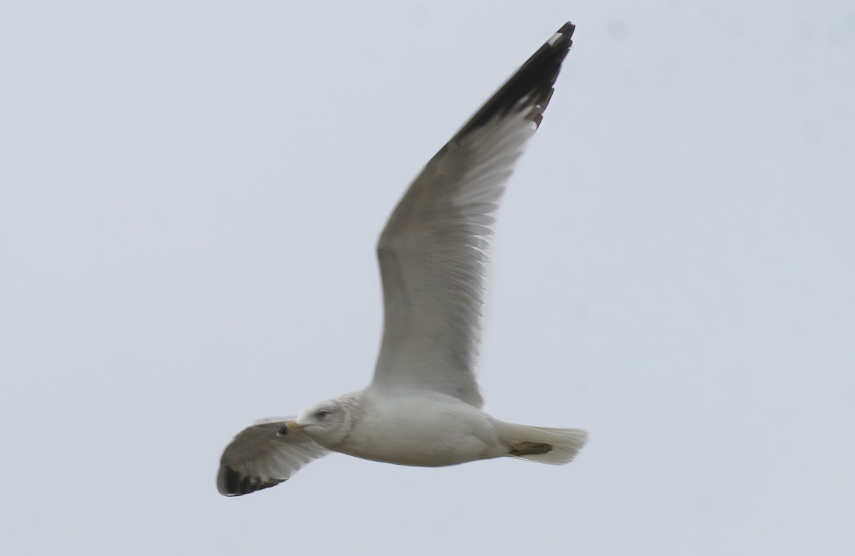 Ring-billed Gull - David Wilson