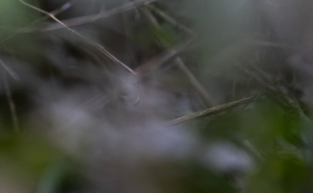 Pectoral Sparrow (Pectoral) - Jay McGowan