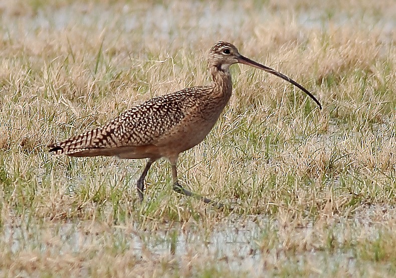 Long-billed Curlew - Anonymous