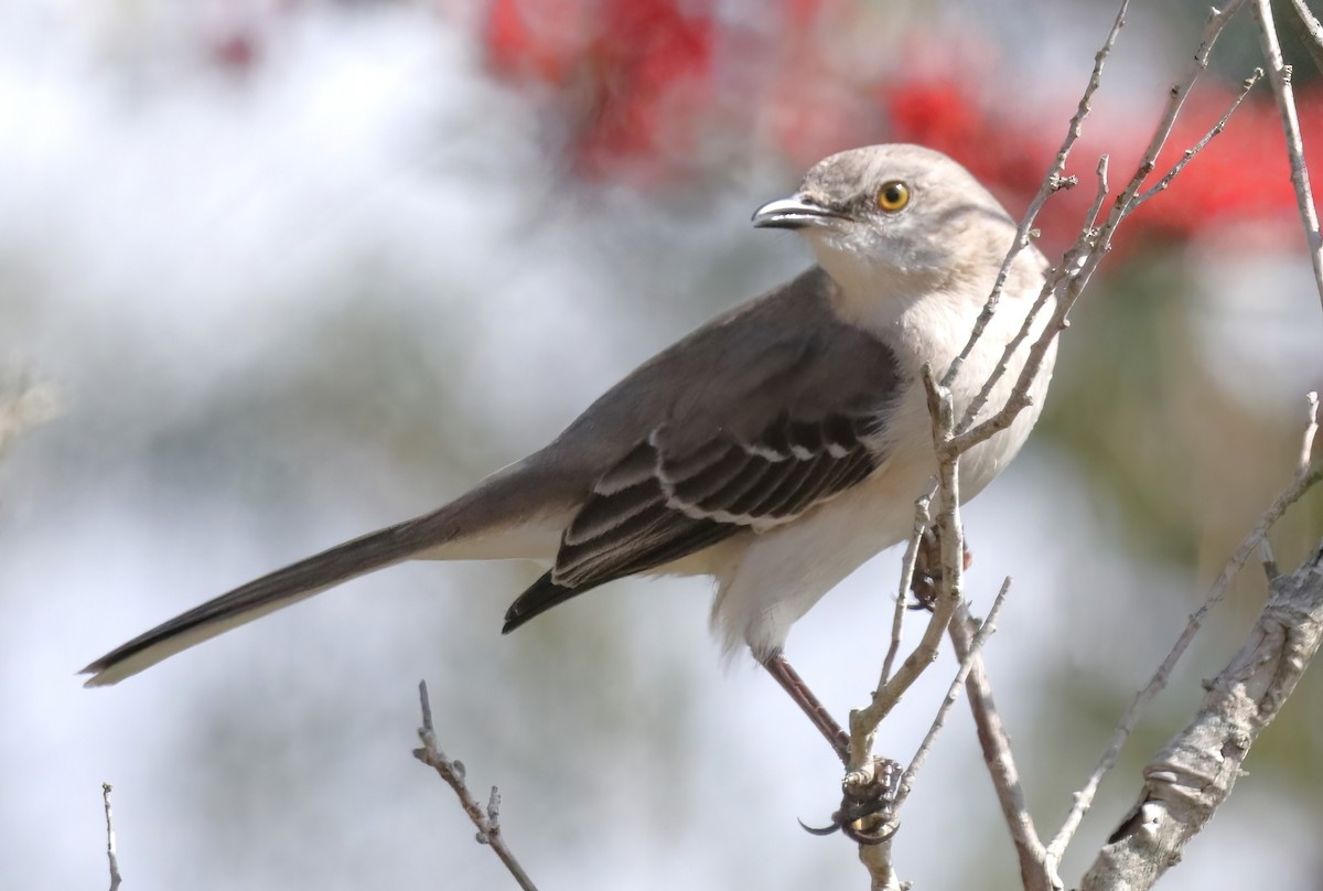 Northern Mockingbird - David Wilson