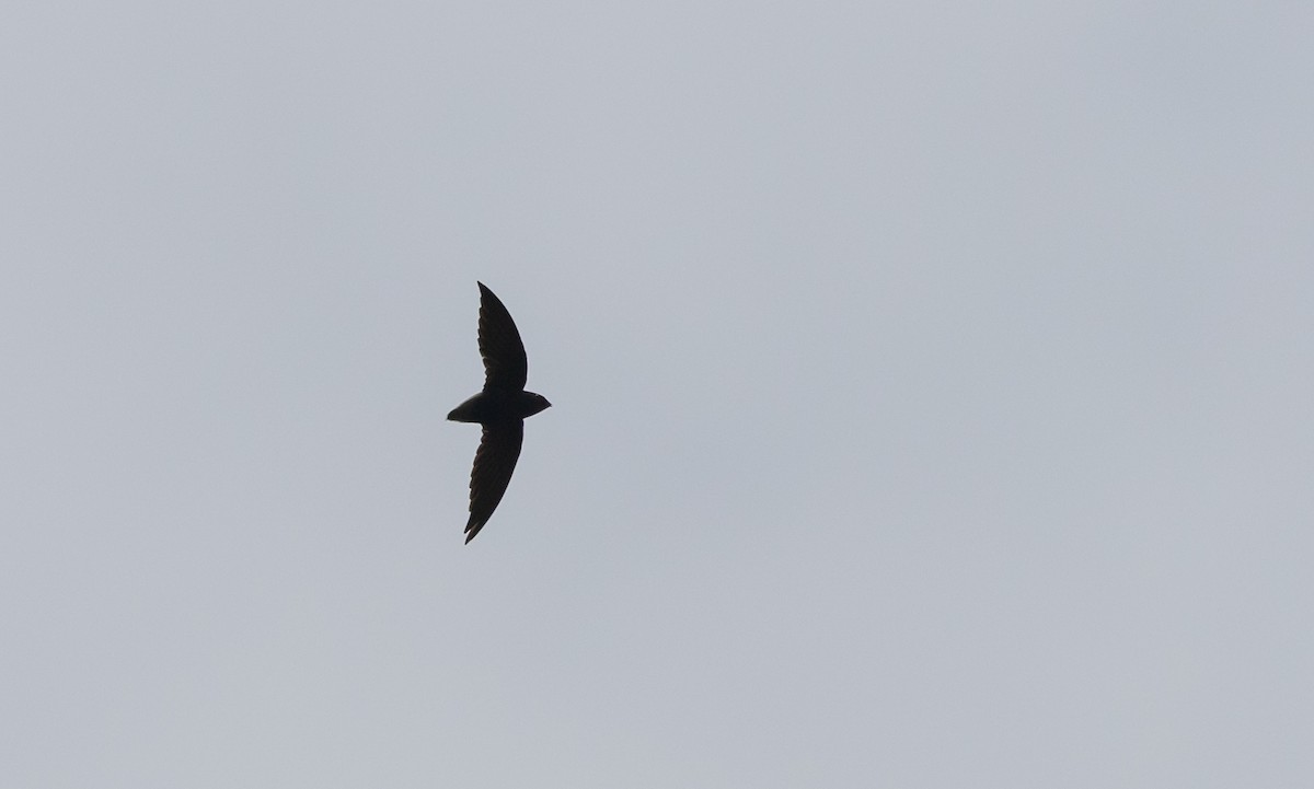 Short-tailed Swift (Short-tailed) - ML533447321