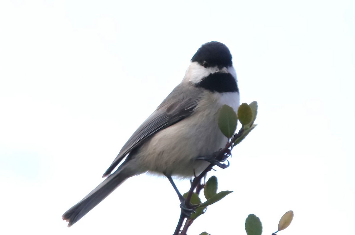 Carolina Chickadee - David Wilson