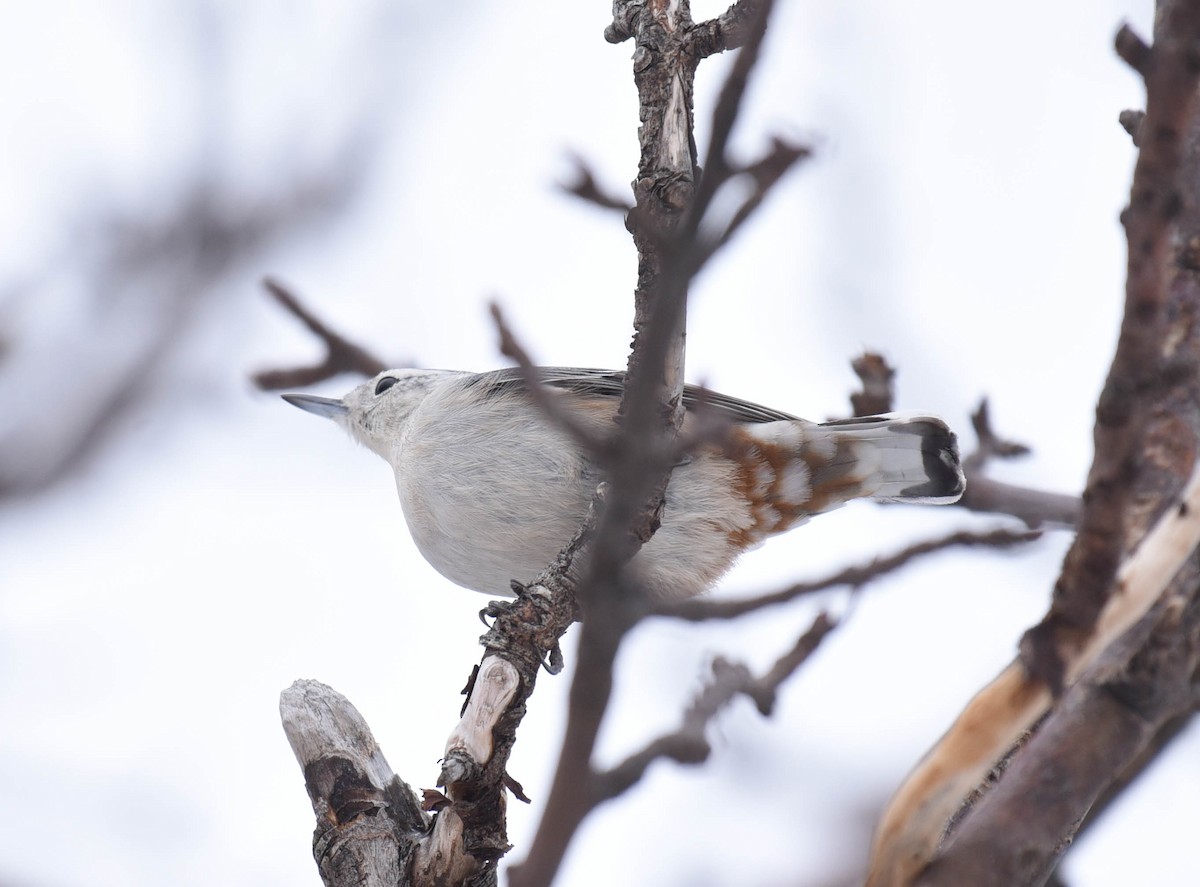 White-breasted Nuthatch - Kathy Marche