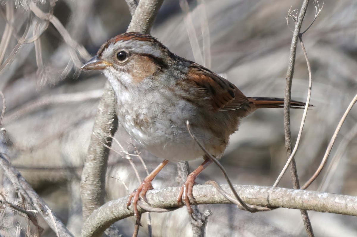 Swamp Sparrow - David Wilson