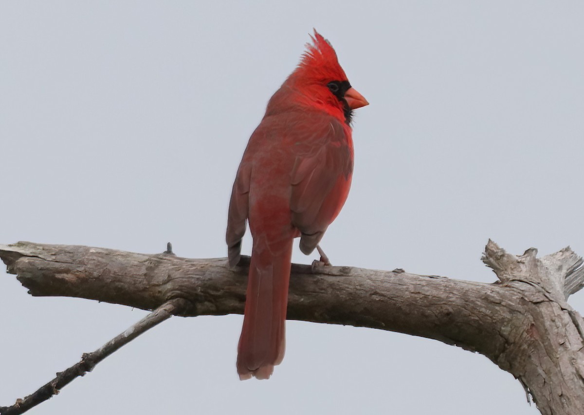 Cardinal rouge - ML533448581
