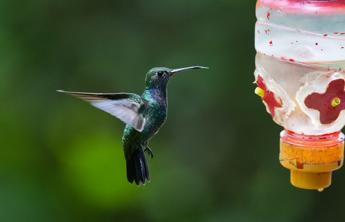 Sapphire-spangled Emerald (Spot-vented) - ML533449201