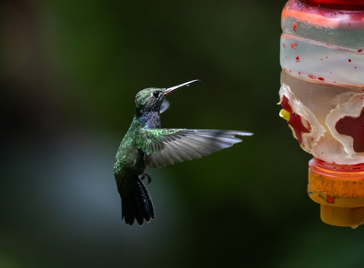 Sapphire-spangled Emerald (Spot-vented) - Jay McGowan