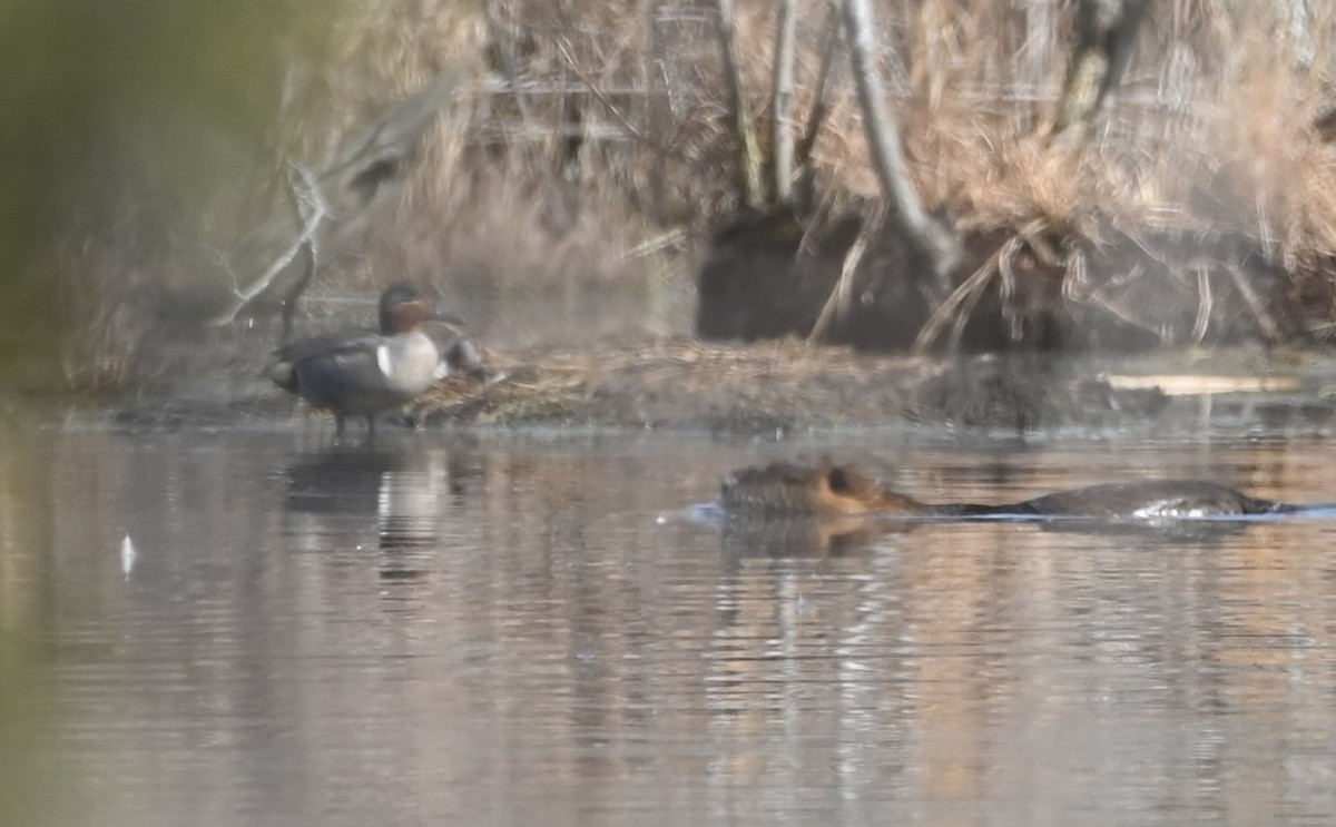 Green-winged Teal - ML533449631