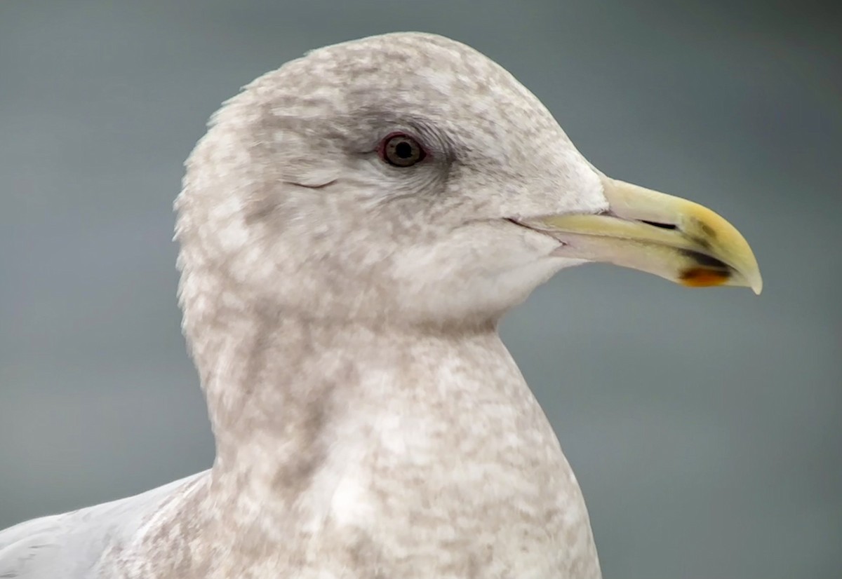 Iceland Gull (Thayer's) - ML533450401