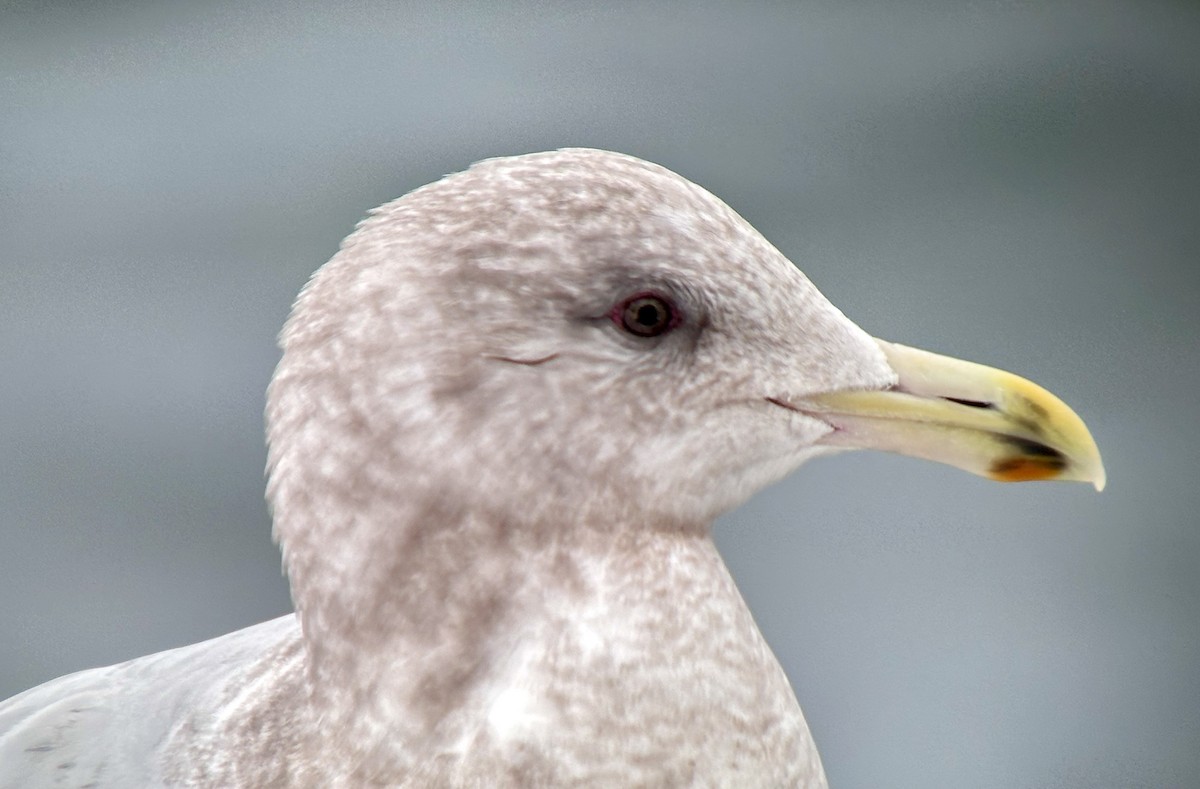 Iceland Gull (Thayer's) - ML533450431