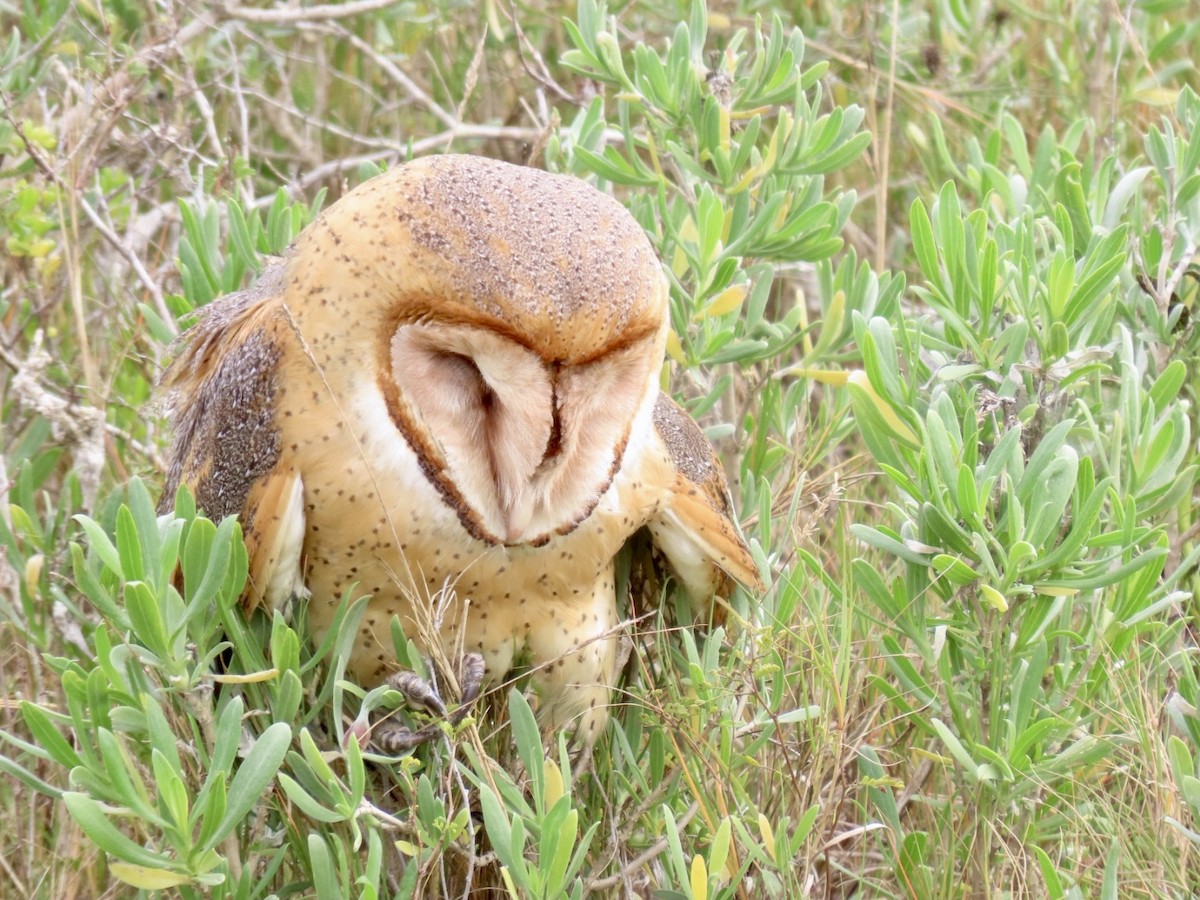 Barn Owl - ML533450781