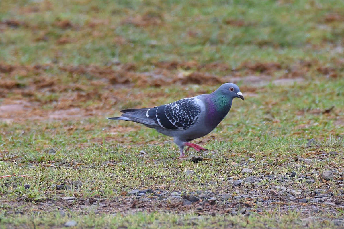 Rock Pigeon (Feral Pigeon) - ML53345081
