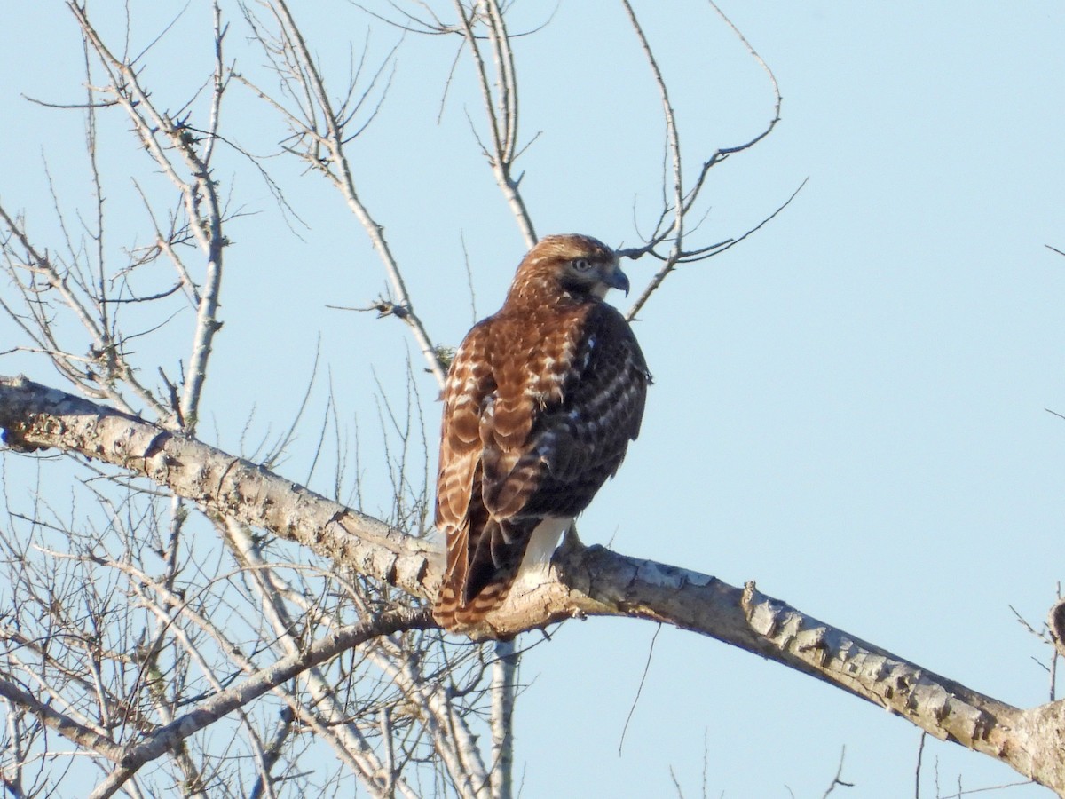 Red-tailed Hawk - Rosemary Seidler