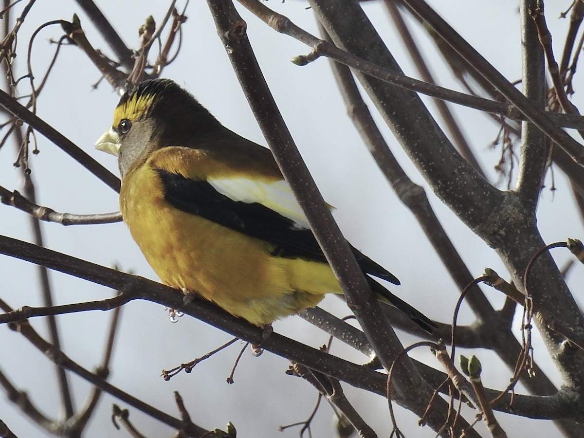 Evening Grosbeak - ML533451861