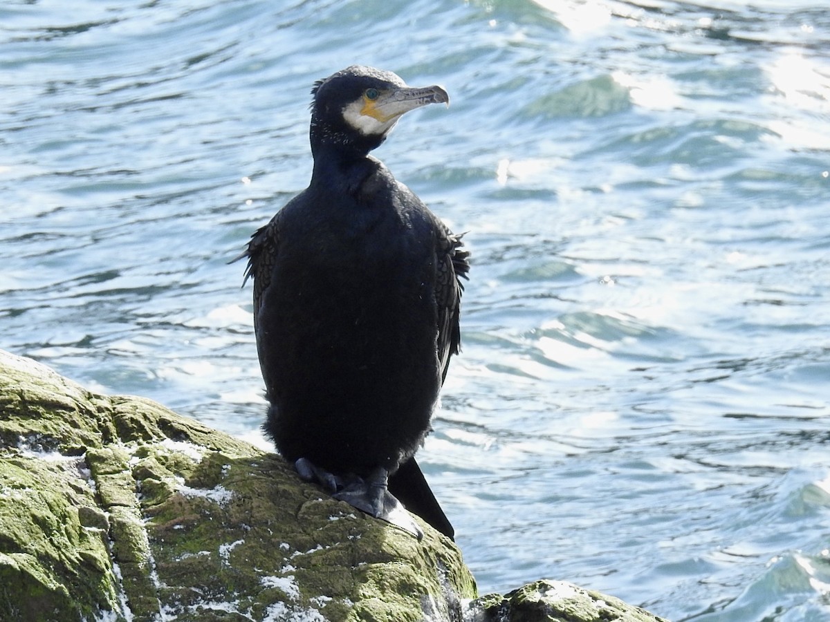 Great Cormorant - ML533452501