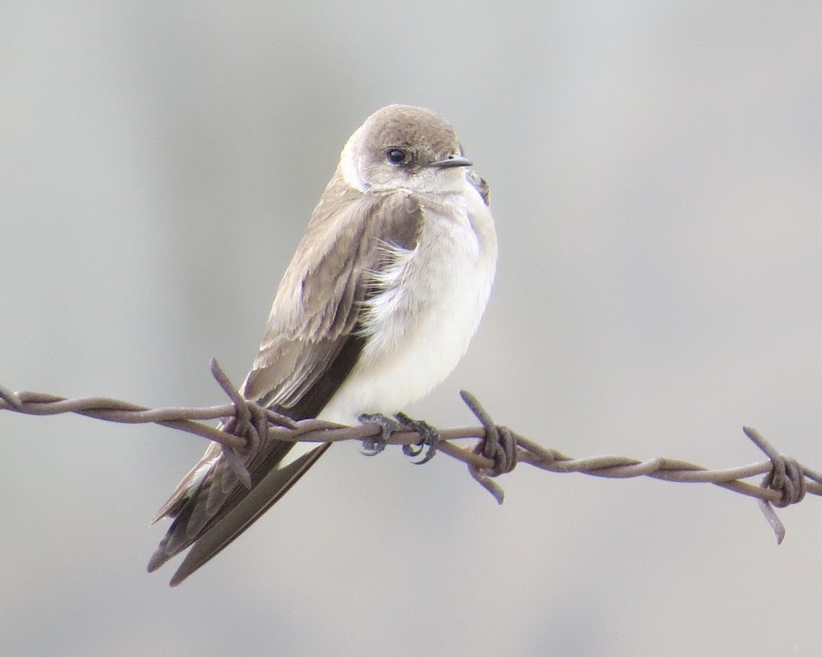 Northern Rough-winged Swallow - Daniel S.