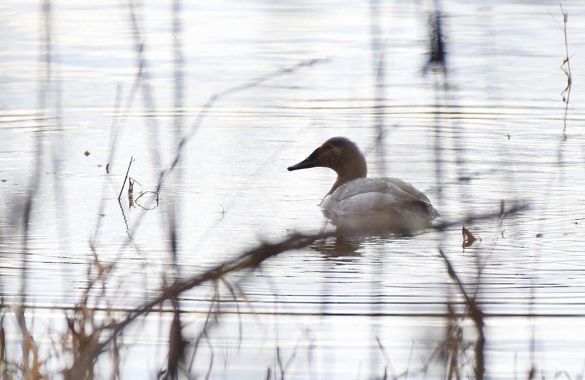 Canvasback - ML533453161