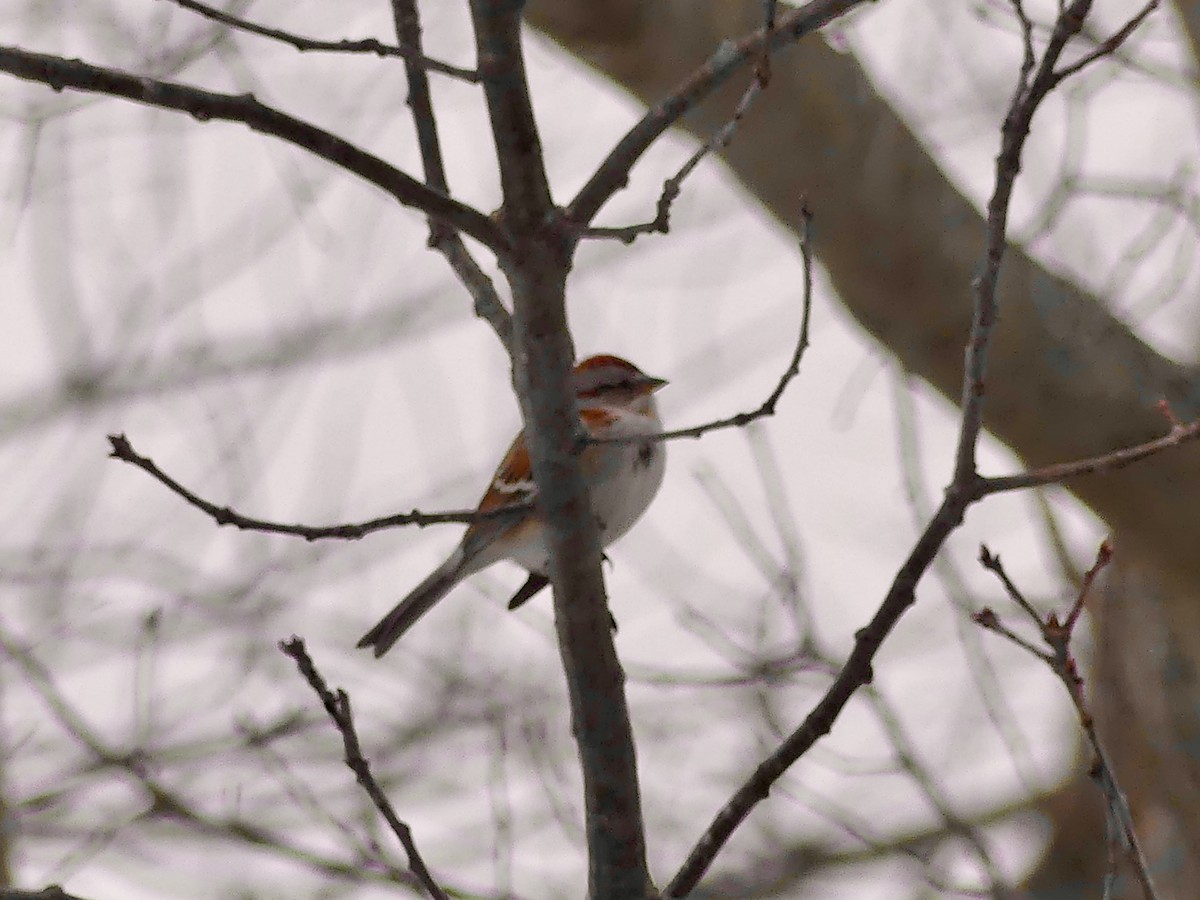 ムナフヒメドリ - ML533453221