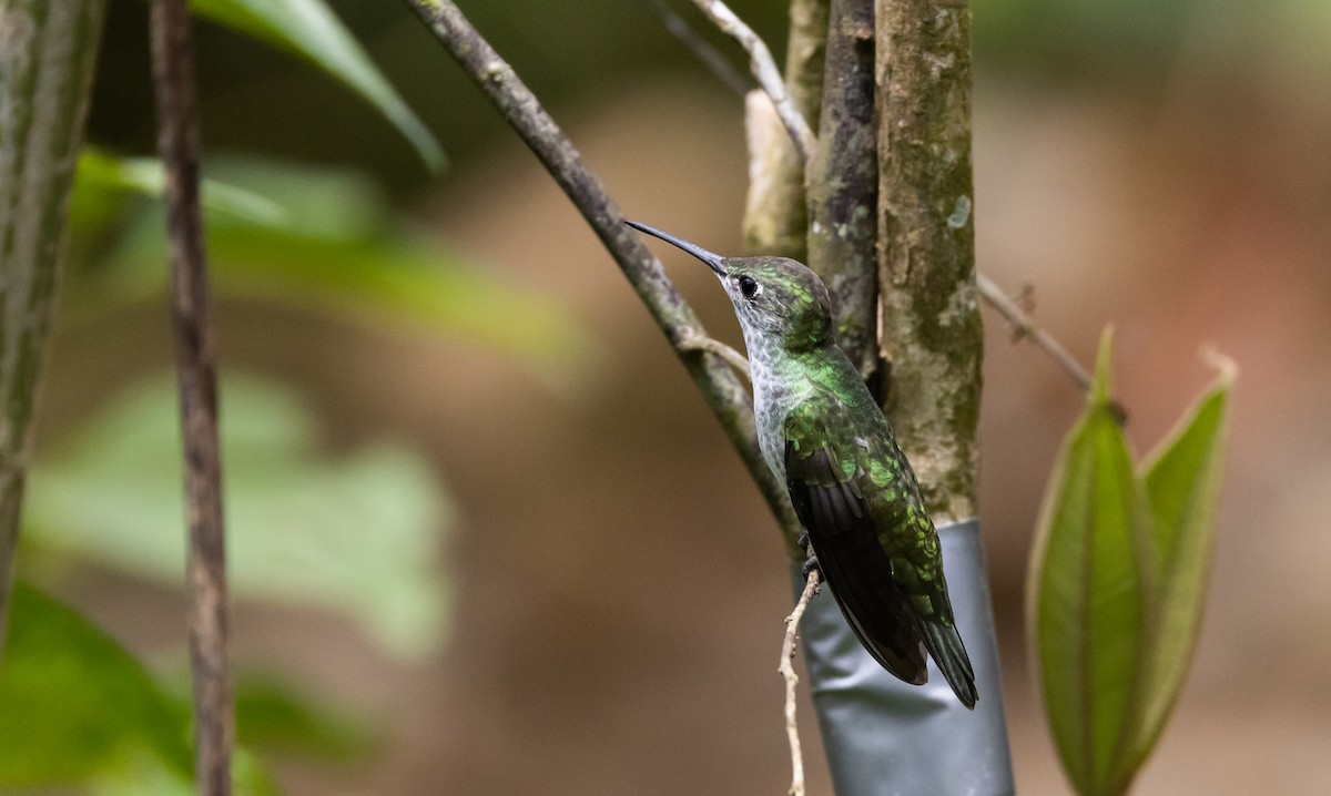 White-bellied Hummingbird (chionogaster) - Jay McGowan