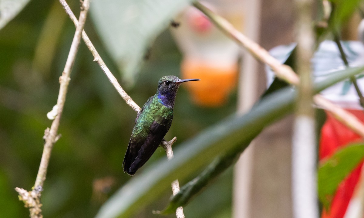 Sapphire-spangled Emerald (Spot-vented) - ML533453761