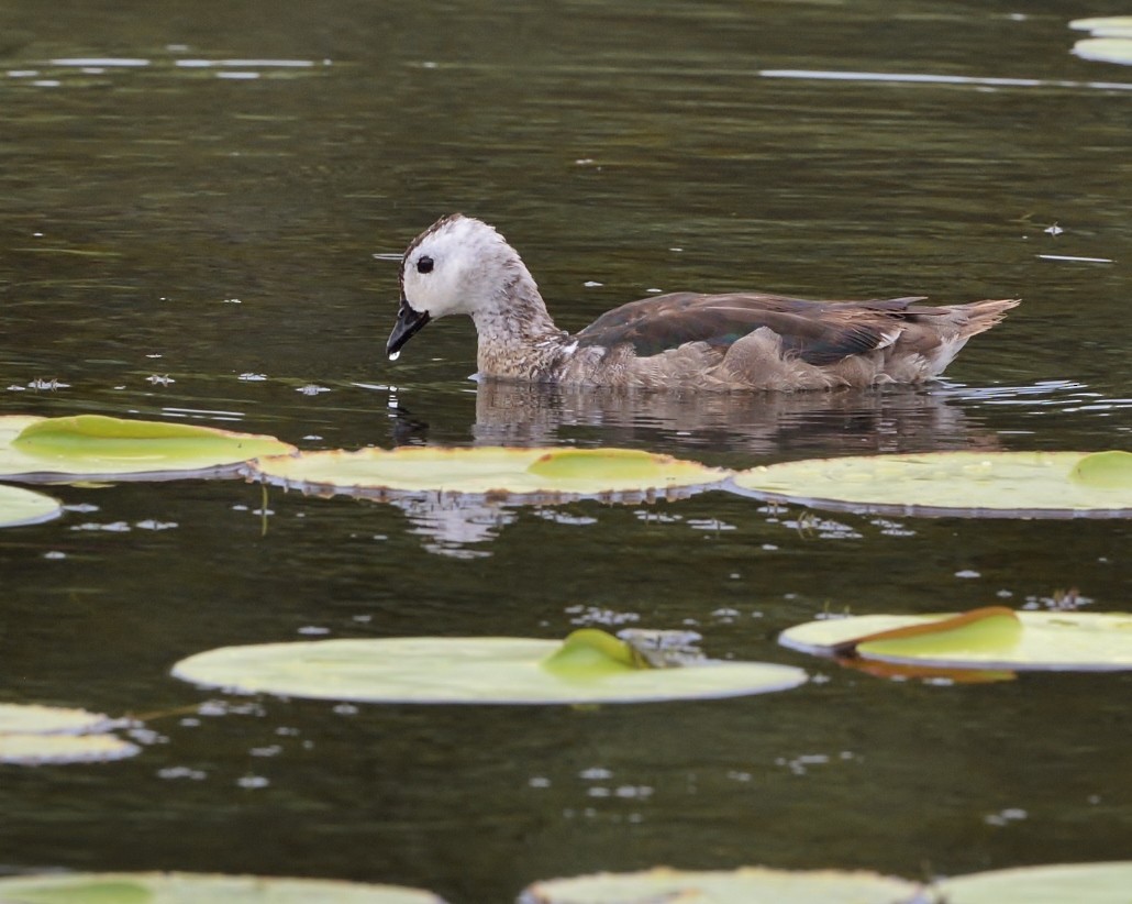 Cotton Pygmy-Goose - Peter Storer