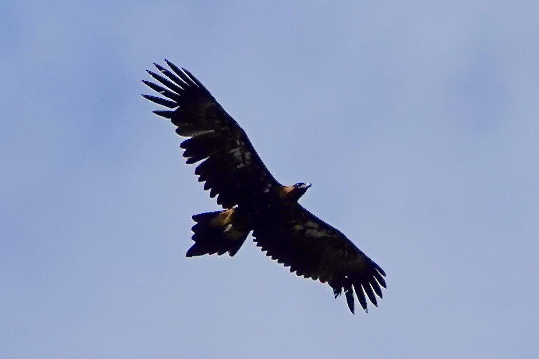 Águila Audaz - ML533454711