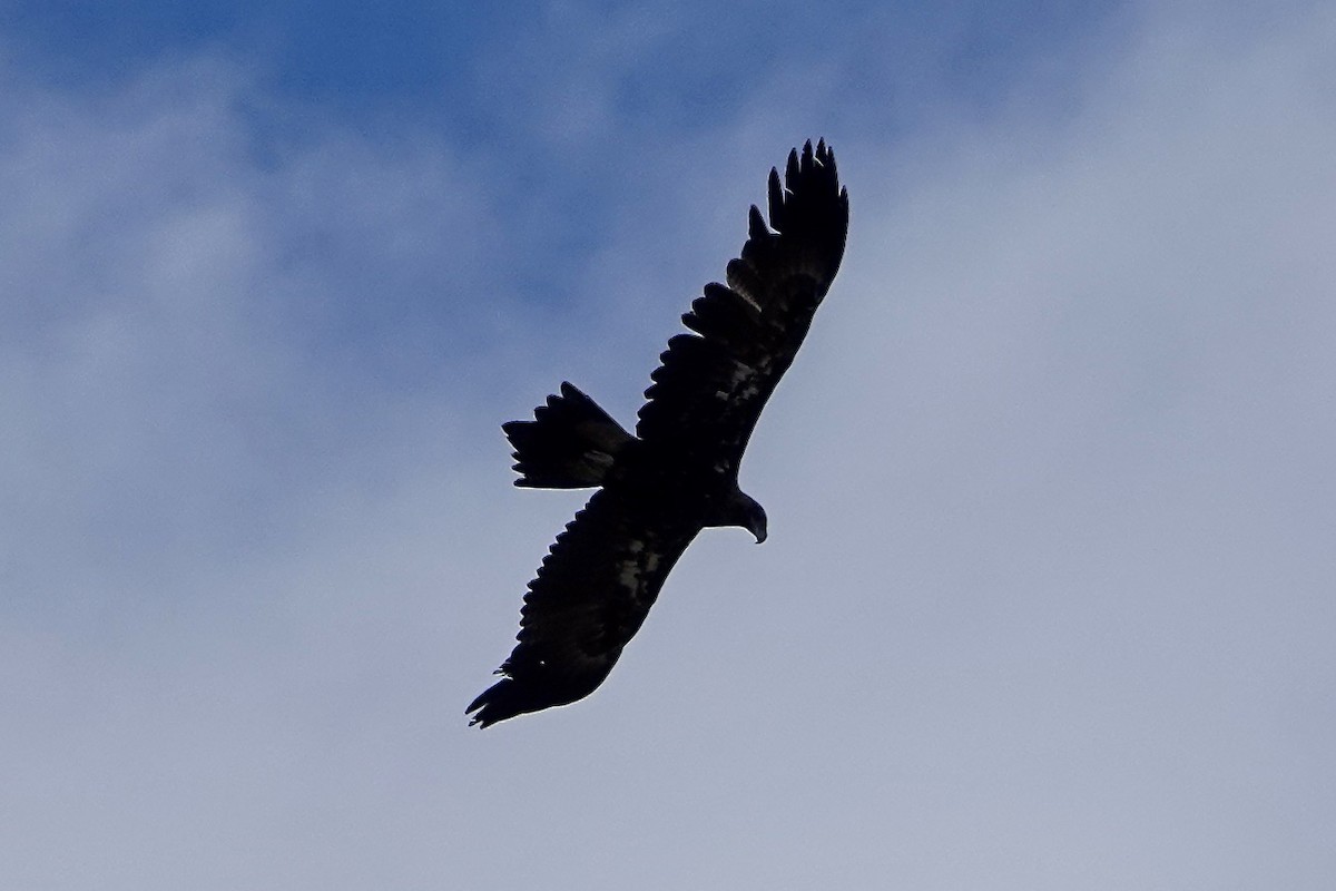 Águila Audaz - ML533454721