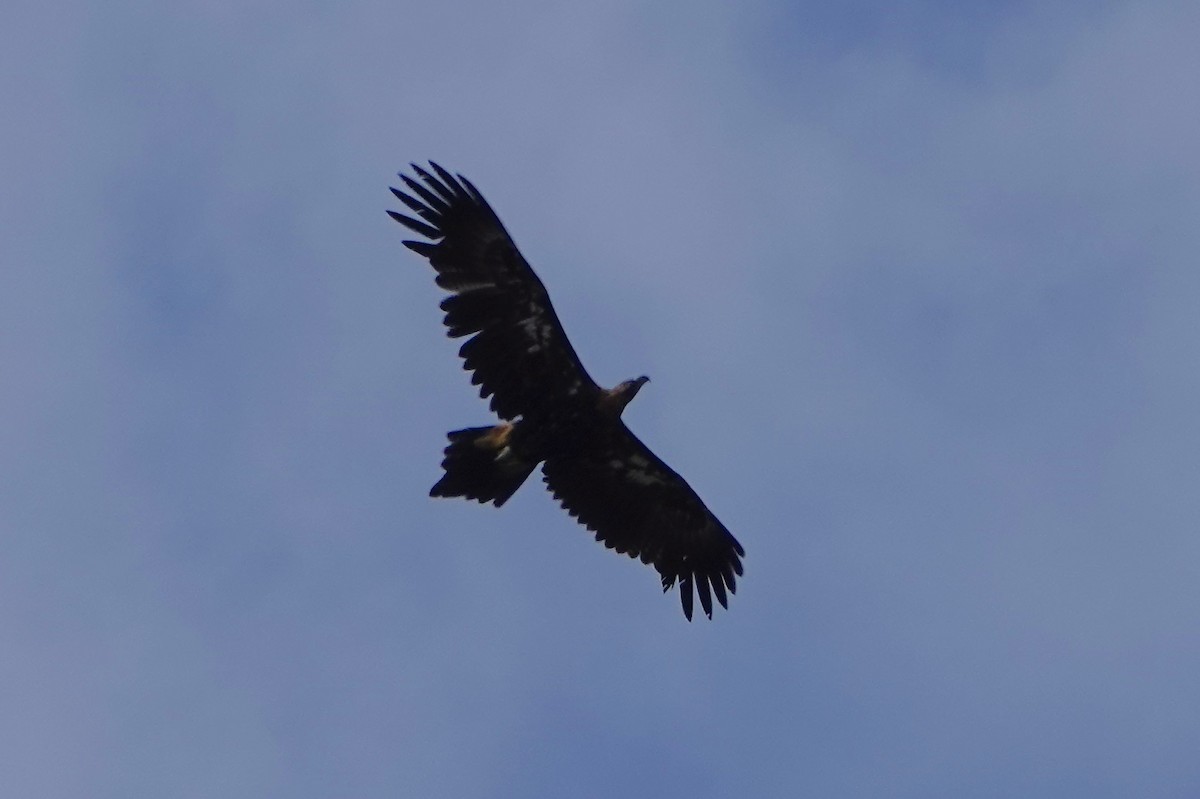 Águila Audaz - ML533454731