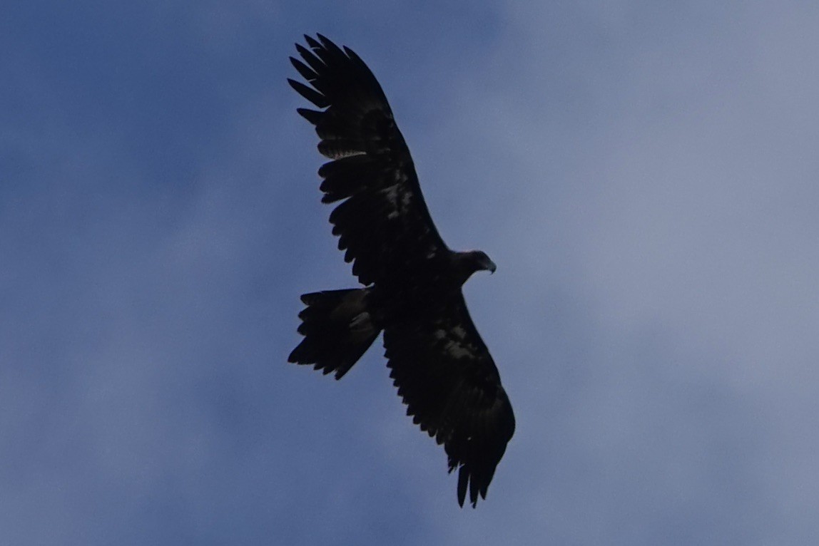 Águila Audaz - ML533454741